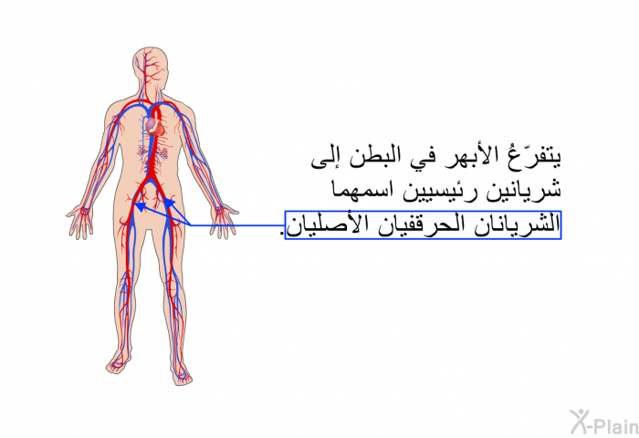 يتفرّعُ الأبهر في البطن إلى شريانين رئيسيين اسمهما الشريانان الحرقفيان الأصليان.