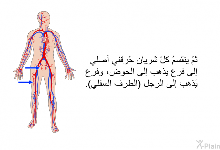 ثمّ ينقسمُ كلّ شريان حُرقفي أصلي إلى فرع يذهب إلى الحوض، وفرع يَذهب إلى الرجل (الطرف السفلي).