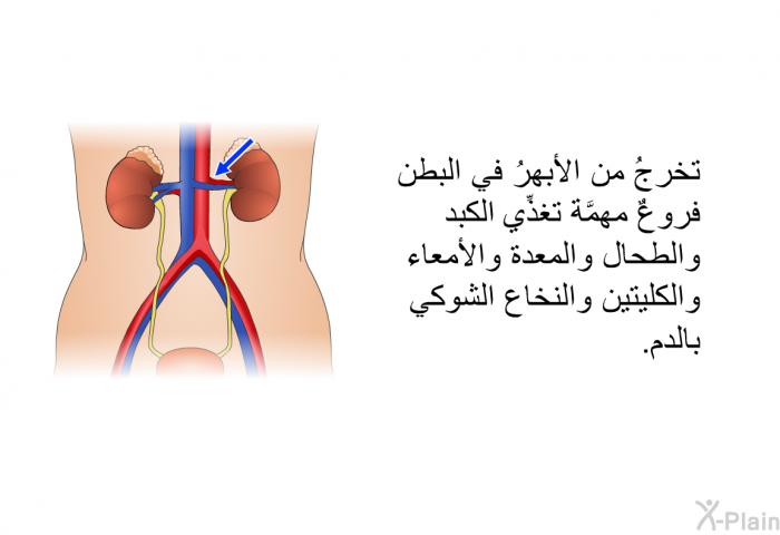 تخرجُ من الأبهرُ في البطن فروعٌ مهمَّة تغذِّي الكبد والطحال والمعدة والأمعاء والكليتين والنخاع الشوكي بالدم.