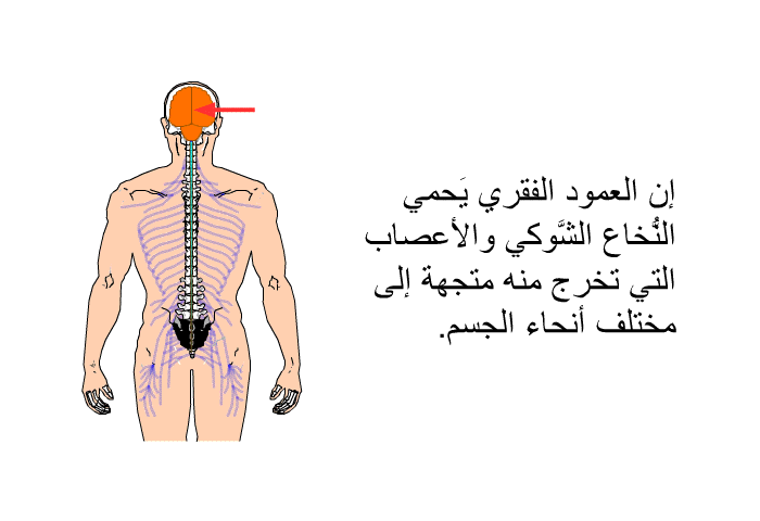 إن العمود الفقري يَحمي النُّخاع الشَّوكي والأعصاب التي تخرج منه متجهة إلى مختلف أنحاء الجسم.