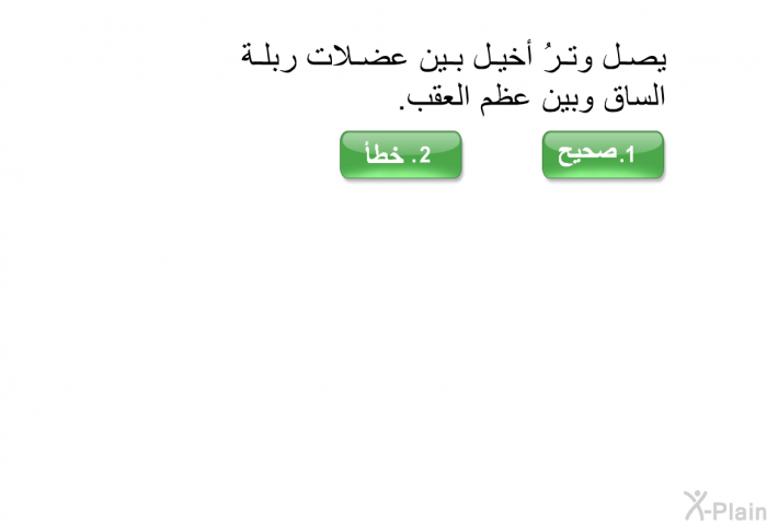 يصل وترُ أخيل بين عضلات ربلة الساق وبين عظم العقب.