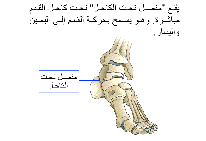 يقع "مفصل تحت الكاحل" تحت كاحل القدم مباشرة. وهو يسمح بحركة القدم إلى اليمين واليسار.