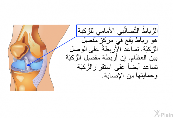 الرِّباطُ التَّصالُبي الأمامي للرُّكبة هو رباط يقع في مركز مَفصِل الرُّكبَة. تساعد الأربطةُ على الوصل بين العظام. إن أربطة مَفصِل الرُّكبَة تساعد أيضاً على استقرار الرُّكبَة وحمايتها من الإصابة.