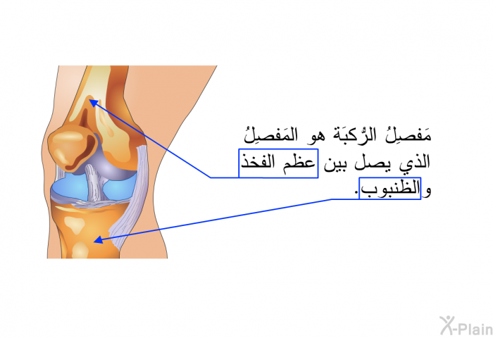 مَفصِلُ الرُّكبَة هو المَفصِلُ الذي يصل بين عظم الفخذ والظُّنبوب.