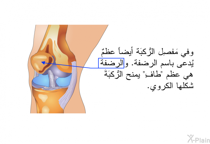 وفي مَفصِل الرُّكبَة أيضاً عظمٌ يُدعى باسم الرضفة. والرضفةُ هي عظم "طافٍ" يمنح الرُّكبَةَ شكلها الكروي.