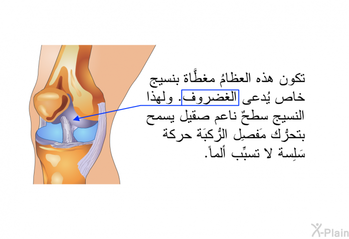 تكون هذه العظامُ مغطَّاة بنسيج خاص يُدعى الغُضروف. ولهذا النسيج سطحٌ ناعم صقيل يسمح بتحرُّك مَفصِل الرُّكبَة حركة سَلِسة لا تسبِّب ألماً.