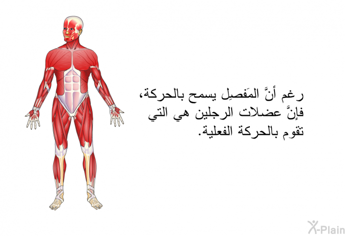 رغم أنَّ المَفصِل يسمح بالحركة، فإنَّ عضلات الرجلين هي التي تقوم بالحركة الفعلية.