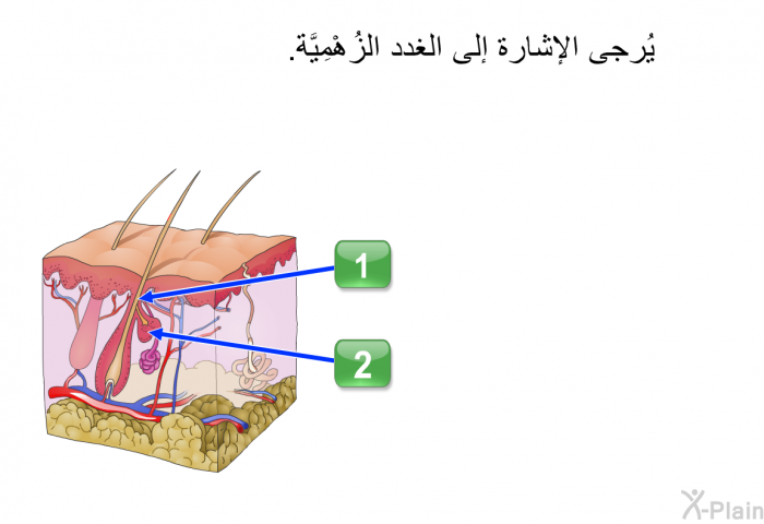 يُرجى الإشارة إلى الغدد الزُهْمِيَّة.