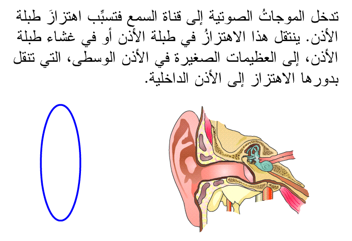 تدخل الموجاتُ الصوتية إلى قناة السمع فتسبِّب اهتزازَ طبلة الأذن. ينتقل هذا الاهتزازُ في طبلة الأذن أو في غشاء طبلة الأذن، إلى العظيمات الصغيرة في الأذن الوسطى، التي تنقل بدورها الاهتزاز إلى الأذن الداخلية.