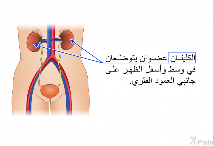 الكليتان عضوان يتوضَّعان في وسط وأسفل الظهر على جانبي العمود الفقري.