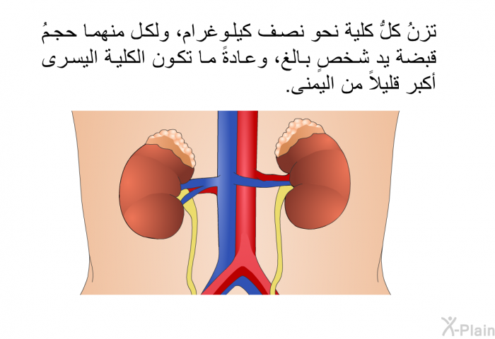 تزنُ كلُّ كلية نحو نصف كيلوغرام، ولكل منهما حجمُ قبضة يد شخصٍ بالغ، وعادةً ما تكون الكلية اليسرى أكبر قليلاً من اليمنى.