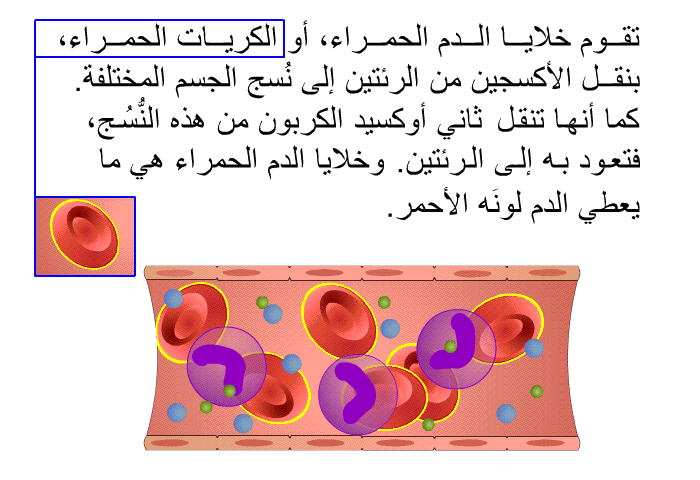 تقوم خلايا الدم الحمراء، أو الكريات الحمراء، بنقل الأكسجين من الرئتين إلى نُسج الجسم المختلفة. كما أنها تنقل ثاني أوكسيد الكربون من هذه النُّسُج، فتعود به إلى الرئتين. وخلايا الدم الحمراء هي ما يعطي الدم لونَه الأحمر.