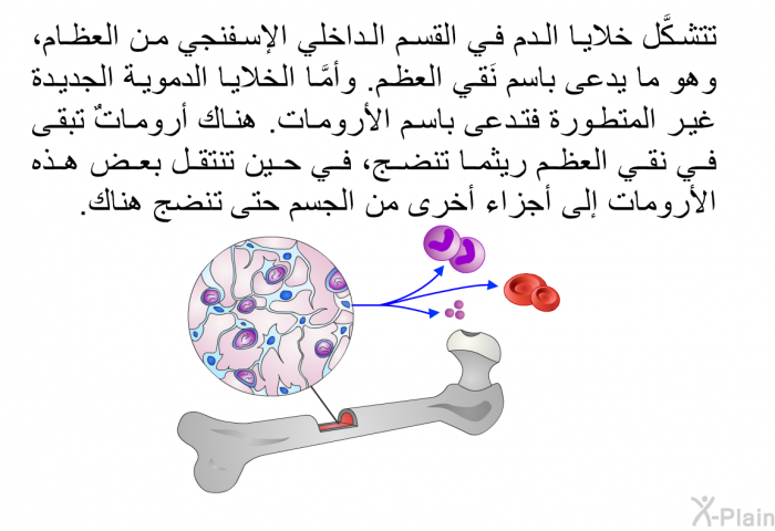 تتشكَّل خلايا الدم في القسم الداخلي الإسفنجي من العظام، وهو ما يدعى باسم نَقي العظم. وأمَّا الخلايا الدموية الجديدة غير المتطورة فتدعى باسم الأرومات. هناك أروماتٌ تبقى في نقي العظم ريثما تنضج، في حين تنتقل بعض هذه الأرومات إلى أجزاء أخرى من الجسم حتى ينضج هناك.