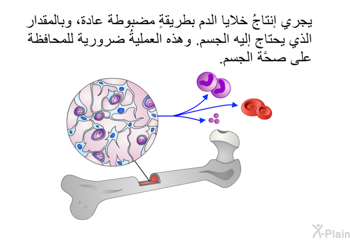 يجري إنتاجُ خلايا الدم بطريقةٍ مضبوطة عادةُ، وبالمقدار الذي يحتاج إليه الجسم. وهذه العمليةُ ضروريةٌ للمحافظة على صحَّة الجسم.