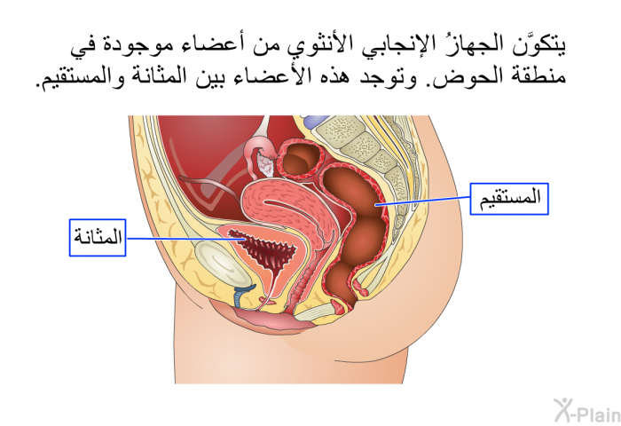 يتكوَّن الجهازُ الإنجابي الأنثوي من أعضاء موجودة في منطقة الحوض. وتوجد هذه الأعضاء بين المثانة والمستقيم.