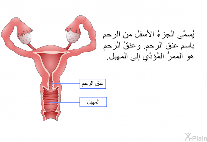 يُسمَّى الجزءُ الأسفل من الرحم باسم عنق الرحم. وعنقُ الرحم هو الممرُّ المُؤدِّي إلى المهبل.