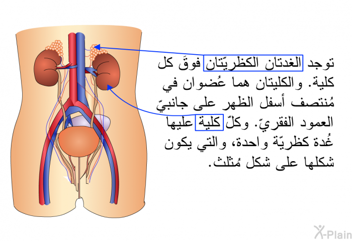 توجد الغدتان الكظريّتان فوقَ كل كلية. والكليتان هما عُضوان في مُنتصف أسفل الظهر على جانبيّ العمود الفقريّ. وكلّ كلية عليها غُدة كظريّة واحدة، والتي يكون شكلها على شكل مُثلث.