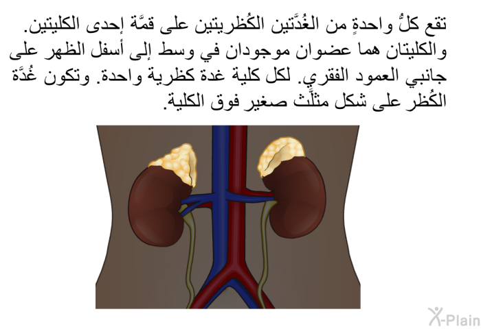 تقع كلُّ واحدةٍ من الغُدَّتين الكُظريتين على قمَّة إحدى الكليتين. والكليتان هما عضوان موجودان في وسط إلى أسفل الظهر على جانبي العمود الفقري. لكل كلية غدة كظرية واحدة. وتكون غُدَّة الكُظر على شكل مثلَّث صغير فوق الكلية.