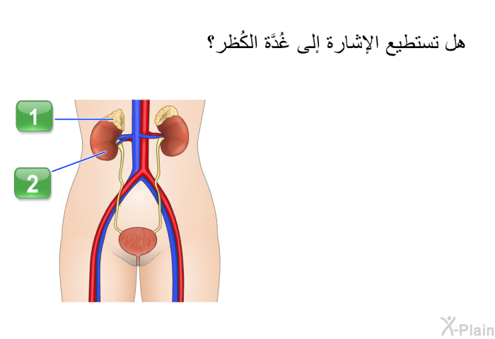 هل تستطيع الإشارة إلى غُدَّة الكُظر؟