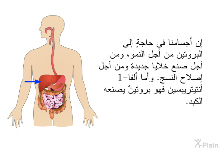 إن أجسامنا في حاجةٍ إلى البروتين من أجل النمو، ومن أجل صنع خلايا جديدة ومن أجل إصلاح النسج. وأما ألفا-1 أنتيتريبسين فهو بروتينٌ يصنعه الكبد.