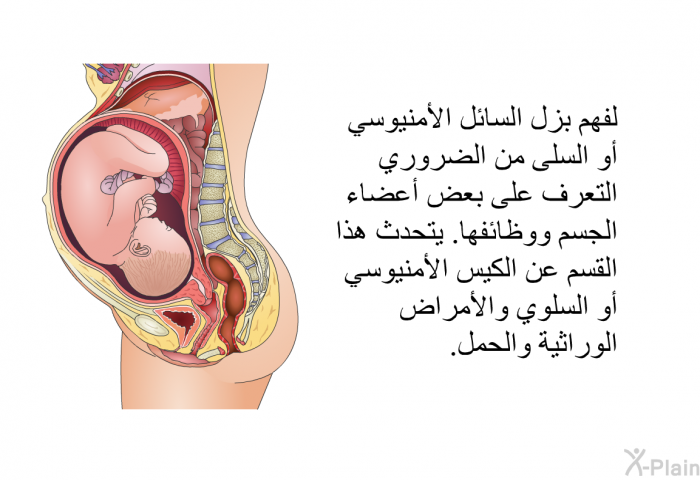 لفهم بزل السائل الأمنيوسي أو السلى من الضروري التعرف على بعض أعضاء الجسم ووظائفها. يتحدث هذا القسم عن الكيس الأمنيوسي أو السلوي والأمراض الوراثية والحمل.