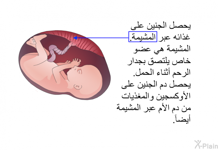 يحصل الجنين على غذائه عبر المشيمة. المشيمة هي عضو خاص يلتصق بجدار الرحم أثناء الحمل. يحصل دم الجنين على الأوكسجين والمغذيات من دم الأم عبر المشيمة أيضاً.