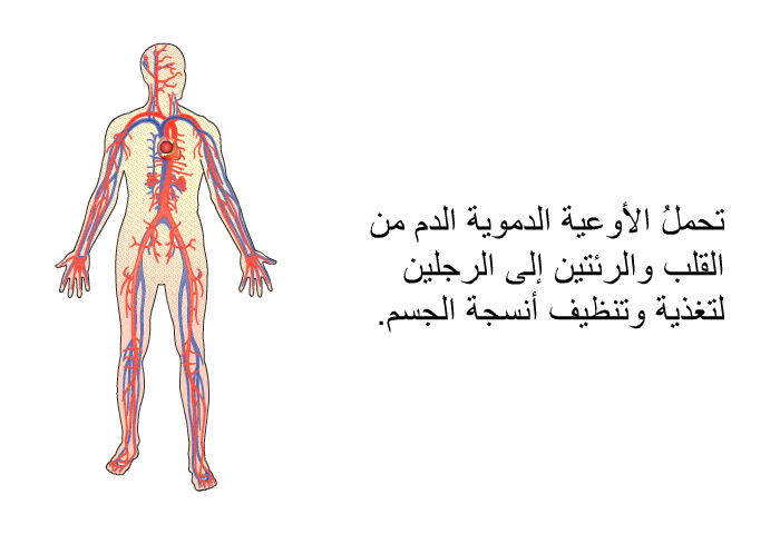 تحملُ الأوعية الدموية الدم من القلب والرئتين إلى الرجلين لتغذية وتنظيف أنسجة الجسم.