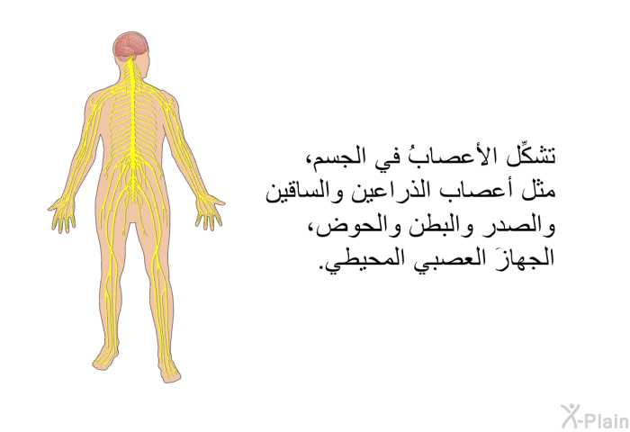 تشكِّل الأعصابُ في الجسم، مثل أعصاب الذراعين والساقين والصدر والبطن والحوض، الجهازَ العصبي المحيطي.