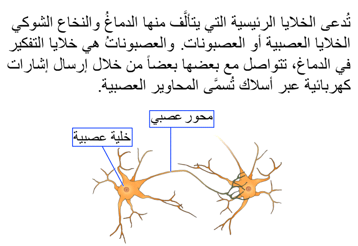 تُدعى الخلايا الرئيسية التي يتألَّف منها الدماغُ والنخاع الشوكي الخلايا العصبية أو العصبونات. والعصبوناتُ هي خلايا التفكير في الدماغ، تتواصل مع بعضها بعضاً من خلال إرسال إشارات كهربائية عبر أسلاك تُسمَّى المحاوير العصبية.