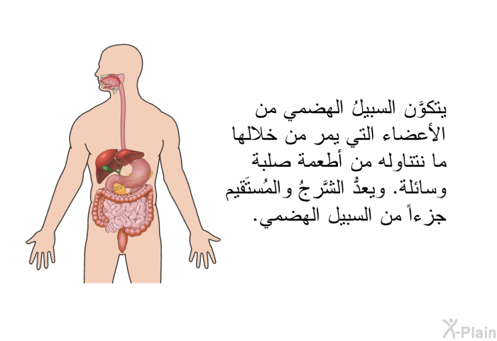 يتكوَّن السبيلُ الهضمي من الأعضاء التي يمر من خلالها ما نتناوله من أطعمة صلبة وسائلة. ويعدُّ الشَّرجُ والمُستَقيم جزءاً من السبيل الهضمي.