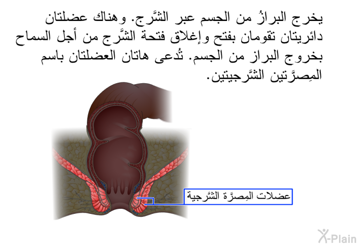 يخرج البِرازُ من الجسم عبر الشَّرج. وهناك عضلتان دائريتان تقومان بفتح وإغلاق فتحة الشَّرج من أجل السماح بخروج البِراز من الجسم. تُدعى هاتان العضلتان باسم المِصرَّتين الشَّرجيتين.