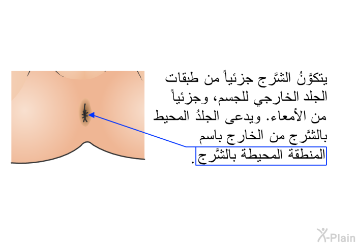 يتكوَّنُ الشَّرج جزئياً من الجلد الخارجي للجسم، وجزئياً من الأمعاء. ويدعى الجلدُ المحيط بالشَّرج من الخارج باسم "المنطقة المحيطة بالشَّرج".