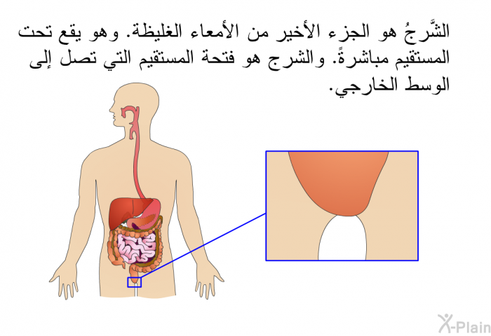 الشَّرجُ هو الجزء الأخير من الأمعاء الغليظة. وهو يقع تحت المستقيم مباشرةً. والشرج هو فتحة المستقيم التي تصل إلى الوسط الخارجي.