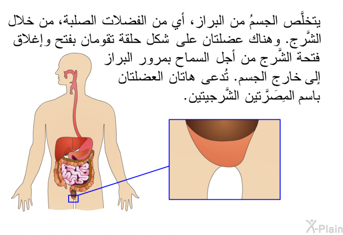 يتخلَّص الجسمُ من البراز، أي من الفضلات الصلبة، من خلال الشَّرج. وهناك عضلتان على شكل حلقة تقومان بفتح وإغلاق فتحة الشَّرج من أجل السماح بمرور البراز إلى خارج الجسم. تُدعى هاتان العضلتان باسم المِصَرَّتين الشَّرجيتين.