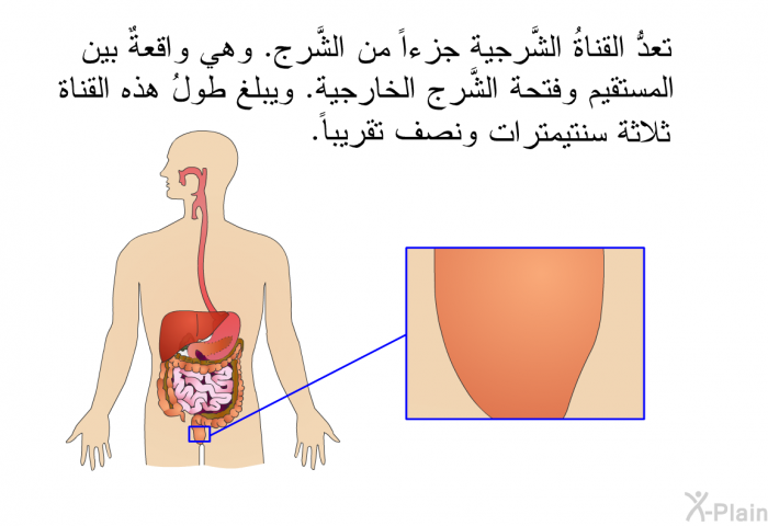 تعدُّ القناةُ الشَّرجية جزءاً من الشَّرج. وهي واقعةٌ بين المستقيم وفتحة الشَّرج الخارجية. ويبلغ طولُ هذه القناة ثلاثة سنتيمترات ونصف تقريباً.