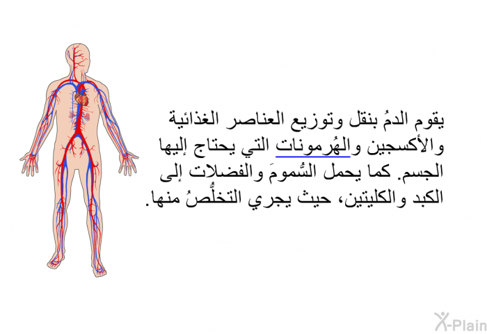 يقوم الدمُ بنقل وتوزيع العناصر الغذائية والأكسجين والهُرمونات التي يحتاج إليها الجسم. كما يحمل السُّمومَ والفضلات إلى الكبد والكليتين، حيث يجري التخلُّصُ منها.