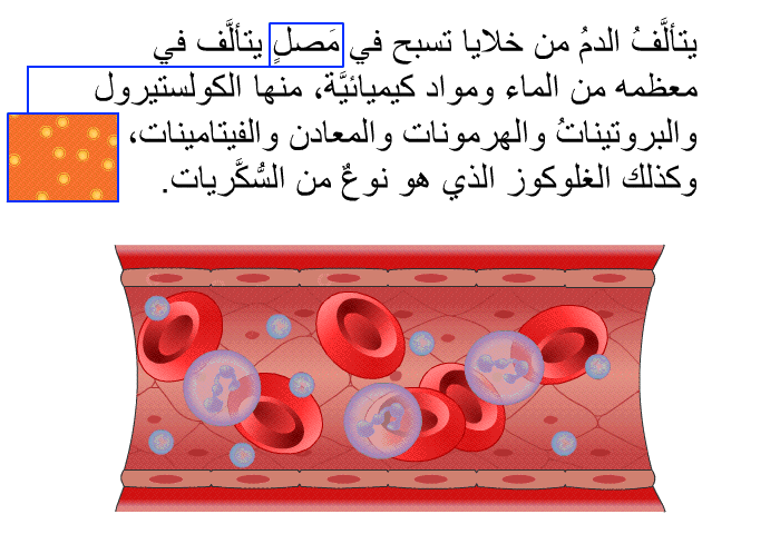يتألَّفُ الدمُ من خلايا تسبح في مَصلٍ يتألَّف في معظمه من الماء ومواد كيميائيَّة، منها الكولستيرول والبروتيناتُ والهرمونات والمعادن والفيتامينات، وكذلك الغلوكوز الذي هو نوعٌ من السُّكَّريات.