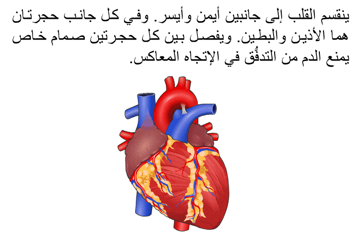 ينقسم القلب إلى جانبين أيمن وأيسر. وفي كل جانب حجرتان هما الأذين والبطين. ويفصل بين كل حجرتين صمام خاص يمنع الدم من التدفُّق في الإتجاه المعاكس.