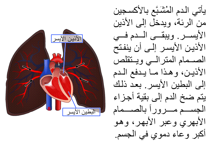 يأتي الدم المُشَبَّع بالأكسجين من الرئة، ويدخل إلى الأذين الأيسر. ويبقى الدم في الأذين الأيسر إلى أن ينفتح الصمام المترالي ويتقلص الأذين، وهذا ما يدفع الدم إلى البطين الأيسر. بعد ذلك يتم ضخ الدم إلى بقية أجزاء الجسم مروراً بالصمام الأبهري وعبر الأبهر، وهو أكبر وعاء دموي في الجسم.