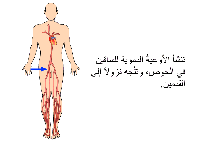 تنشأ الأوعيةُ الدموية للساقين في الحوض، وتتَّجه نزولاً إلى القدمين.