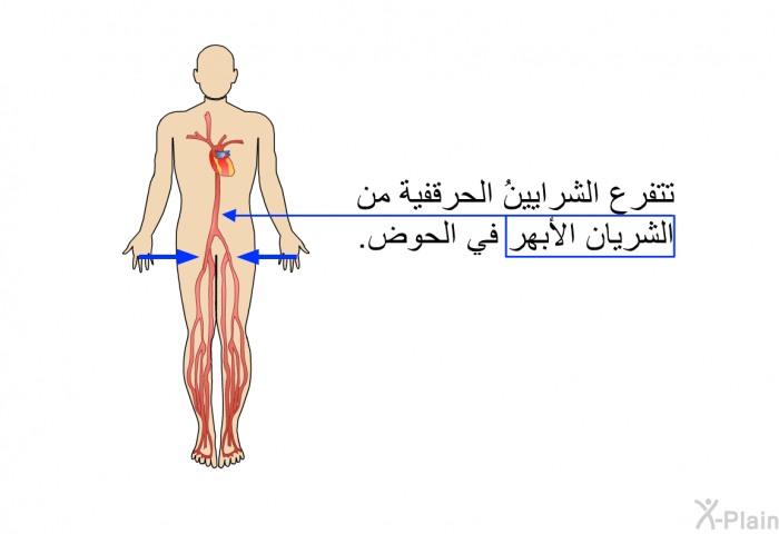 تتفرع الشرايينُ الحرقفية من الشريان الأبهر في الحوض.