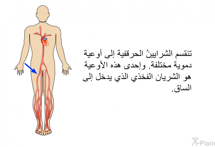 تنقسم الشرايينُ الحرقفية إلى أوعية دموية مختلفة. وإحدى هذه الأوعية هو الشريان الفخذي الذي يدخل إلى الساق.