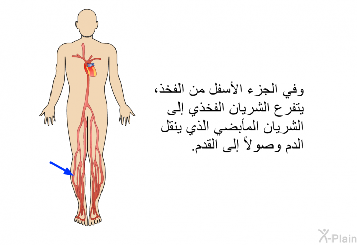 وفي الجزء الأسفل من الفخذ، يتفرع الشريان الفخذي إلى الشريان المأبضي الذي ينقل الدم وصولاً إلى القدم.