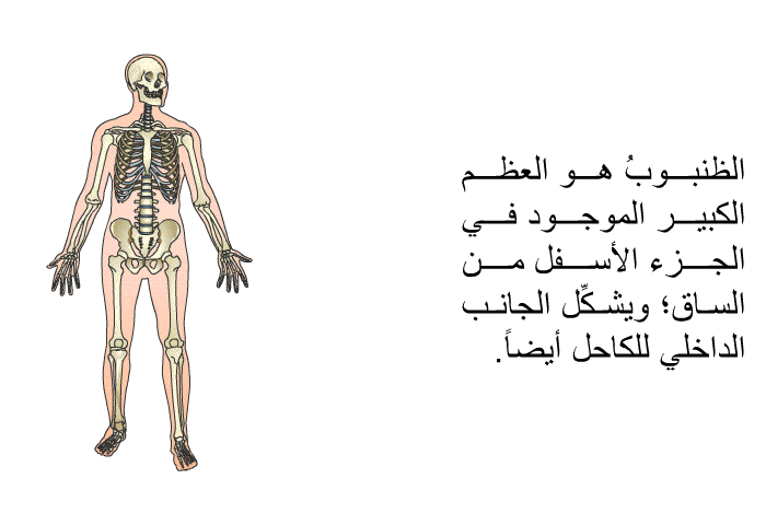 الظنبوبُ هو العظم الكبير الموجود في الجزء الأسفل من الساق؛ ويشكِّل الجانب الداخلي للكاحل أيضاً.