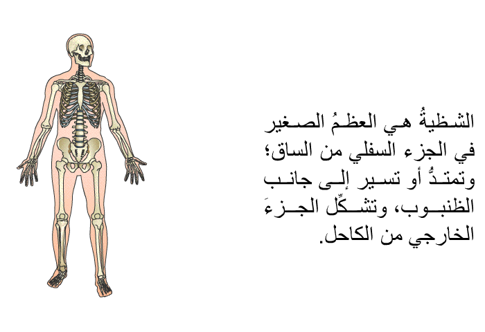 الشظيةُ هي العظمُ الصغير في الجزء السفلي من الساق؛ وتمتدُّ أو تسير إلى جانب الظنبوب، وتشكِّل الجزءَ الخارجي من الكاحل.
