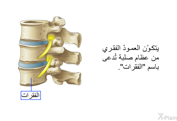 يتكوَّن العمودُ الفقري من عِظام صلبة تُدعى باسم "الفقرات".