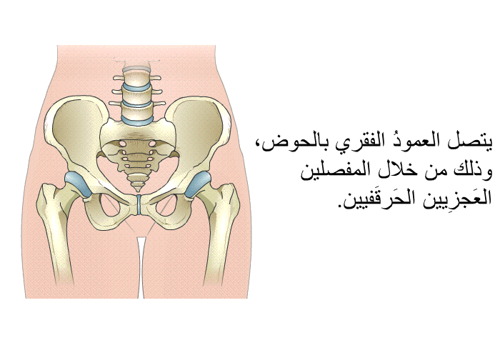 يتصل العمودُ الفقري بالحوض، وذلك من خلال المفصلين العَجزِيين الحَرقَفيين.