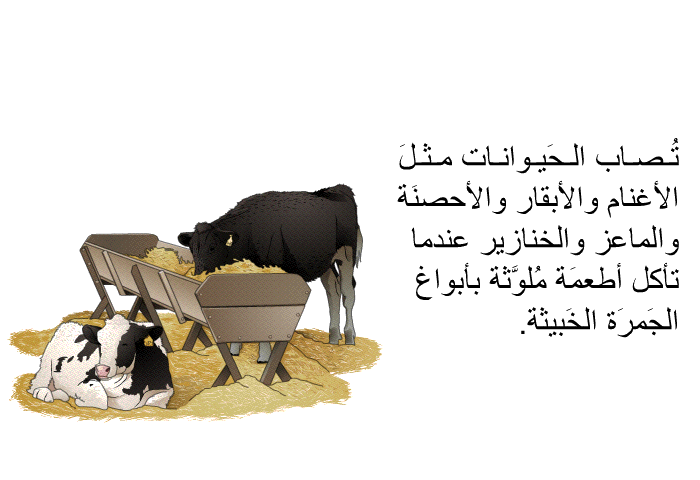 تُصاب الحَيوانات مثلَ الأغنام والأبقار والأحصنَة والماعز والخنازير عندما تأكل أطعمَة مُلوَّثة بأبواغ الجَمرَة الخَبيثة.