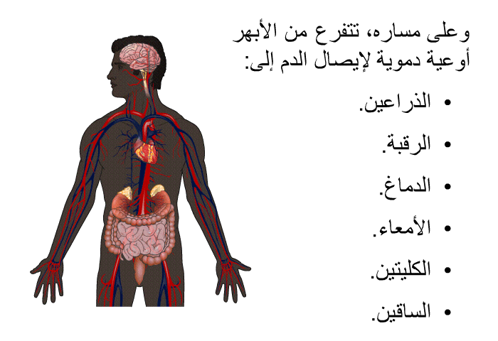 وعلى مساره، تتفرع من الأبهر أوعية دموية لإيصال الدم إلى:  الذراعين. الرقبة. الدماغ. الأمعاء. الكليتين. الساقين.