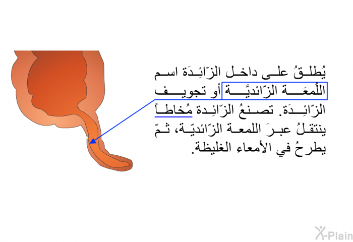 يُطلقُ على داخل الزّائِدَة اسم اللمعة الزّائديَّة أو تجويف الزّائِدَة . تصنعُ الزّائِدة مُخاطاً ينتقلُ عبرَ اللمعة الزّائديّة، ثمّ يٌطرحُ في الأمعاء الغليظة.